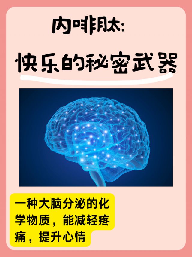 内啡肽.png